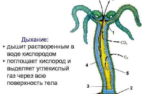 Кракен сайт упал