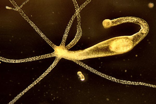 Кракен ссылка на сайт krk store com