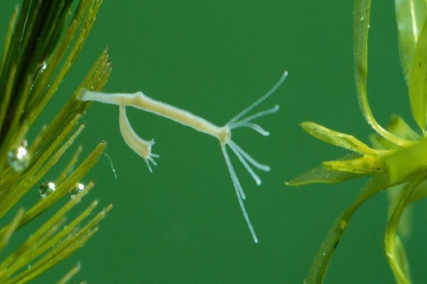 Площадки в даркнете